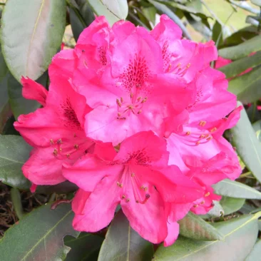 Types of Rhododendrons in Nepal
