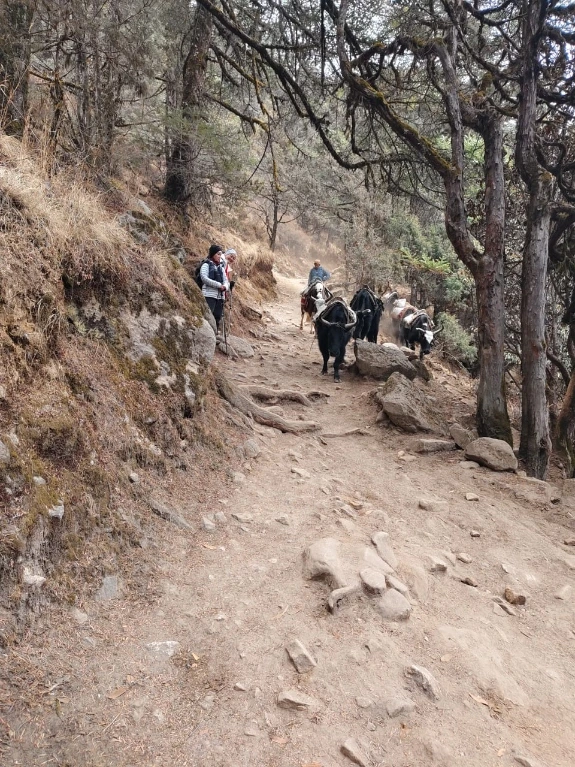 Cows on the trail to EBC