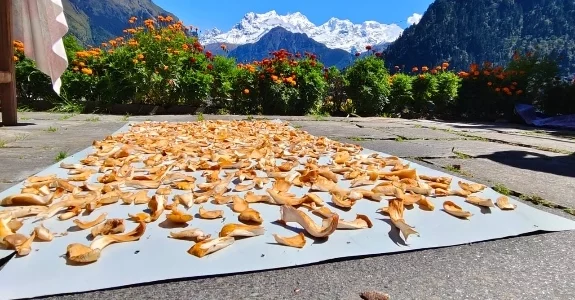 Local mushroom drying for curry at Timang village on the way to annapurna circuit trek.