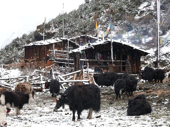 Yak grazing in winter season