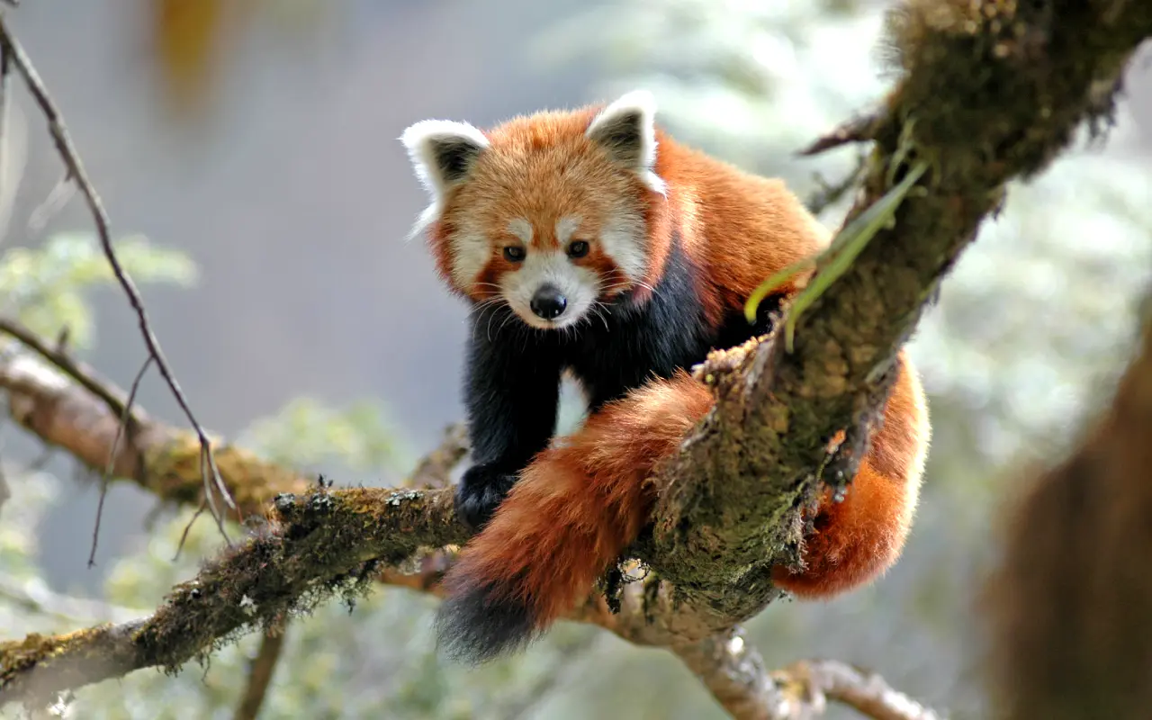 Red Panda Spotted in Sagarmatha National Park
